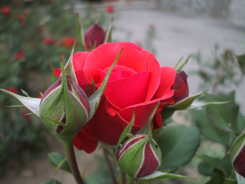 Людмила Людасик | Харьков