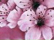 Елена Хашимова | Санкт-Петербург