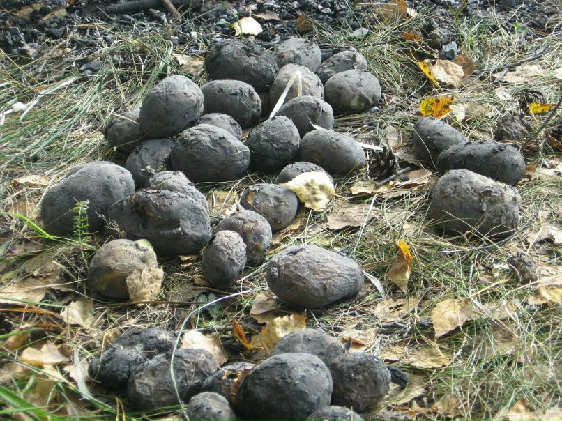 Ольга Петрова Olenka-rose | Екатеринбург