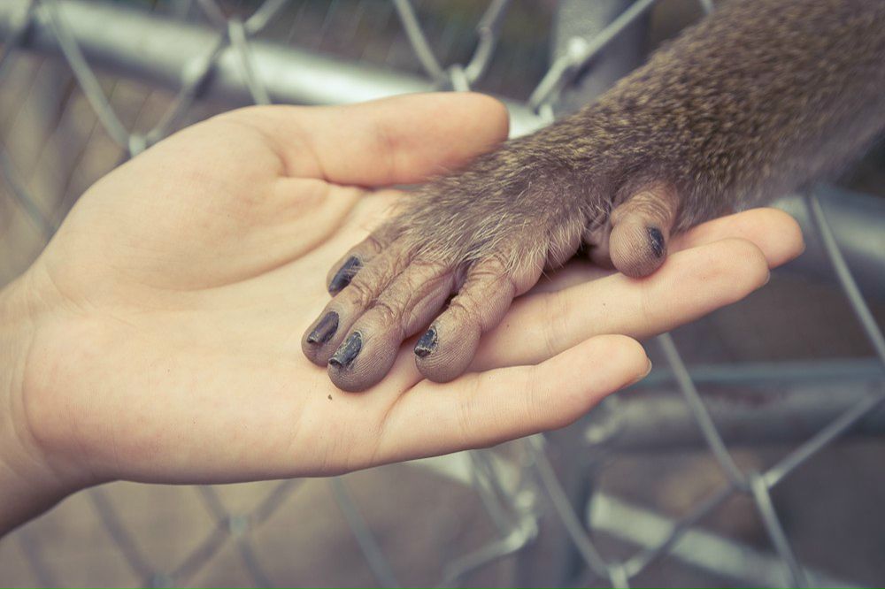 Николай Басович | Кропивницкий / Кировоград