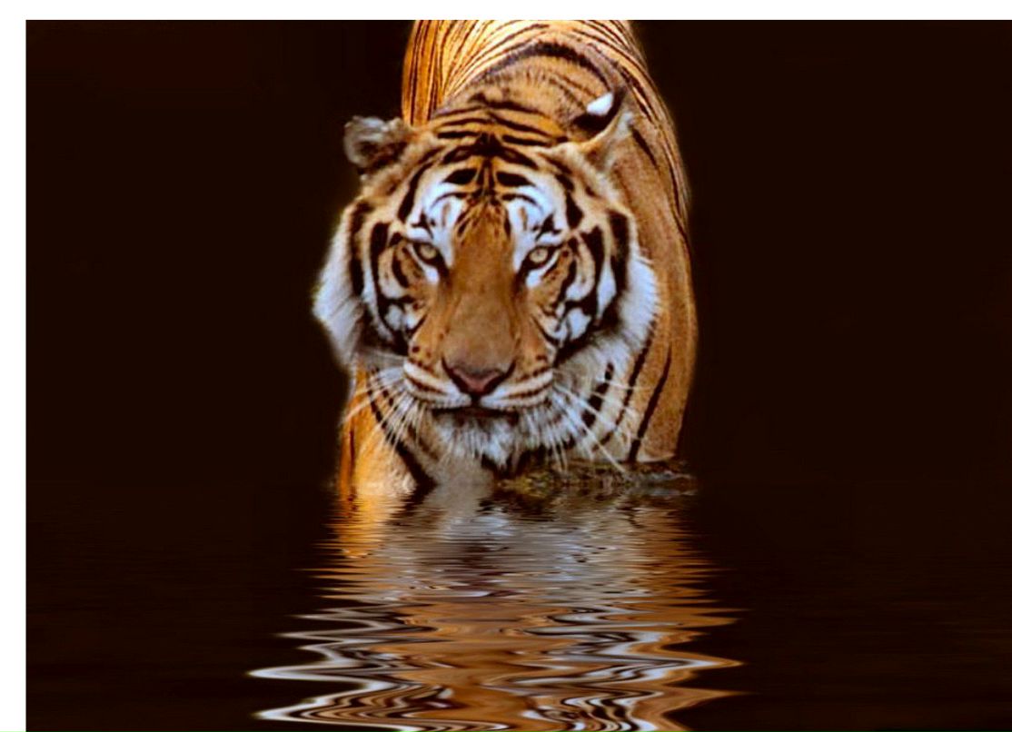 Александр Лыжин | Челябинск