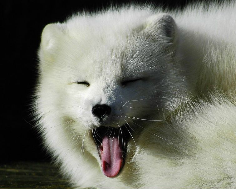 №102, Анна Лаура №102, Анна Лаура