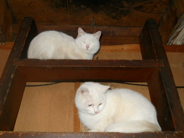 №8, Виктор Б-В №8, Виктор Б-В