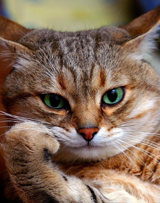 Вадик Василенко | Днепр (Днепропетровск)