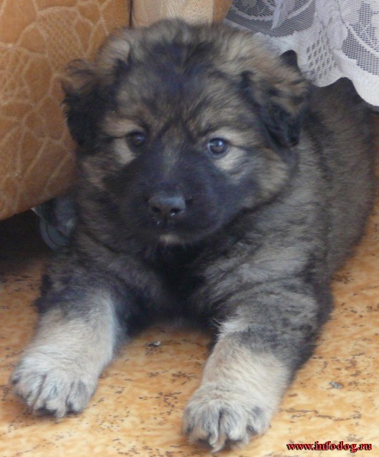 Виталий Васильев | Глазов