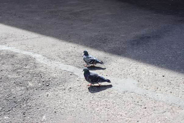 Натали Натали, Россия, Псков