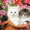 Аватар: Снежана Ляпина