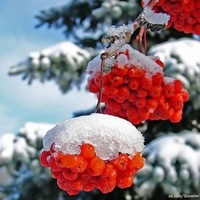 Ирина Полякова