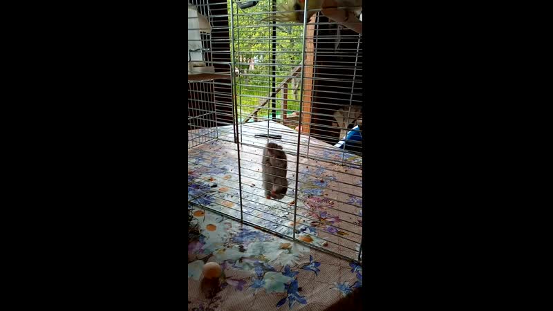 Видео от Kolayn