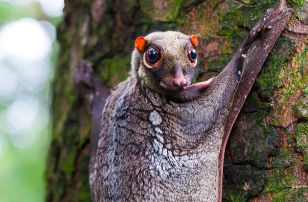 На фото малайский шерстокрыл (Galeopterus variegatus цепляется за дерево во влажных джунглях Борнео. Также он обитает в Таиланде, на Малайском полуострове и различных островах Индонезийского