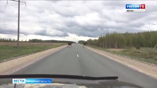 В Кировской области произошло семь аварий с участием лосей(ГТРК Вятка)