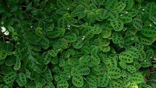 Ботанiчний сад iменi Гришка 2019/Київ/Kyiv Botanical Garden /