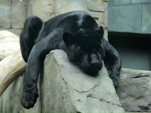 №36, Владимир Федоровцев №36, Владимир Федоровцев