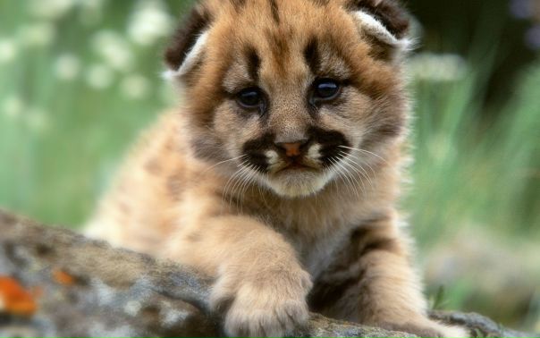 №149, Ксения Дробинина, Genova №149, Ксения Дробинина, Genova