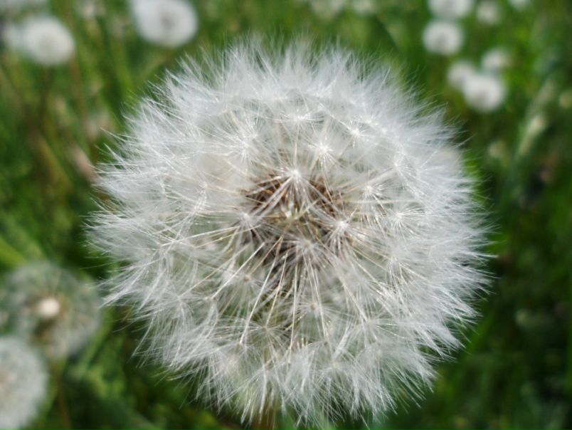 №23, Елена Лисичкина, 46 лет, Житомир №23, Елена Лисичкина, 46 лет, Житомир