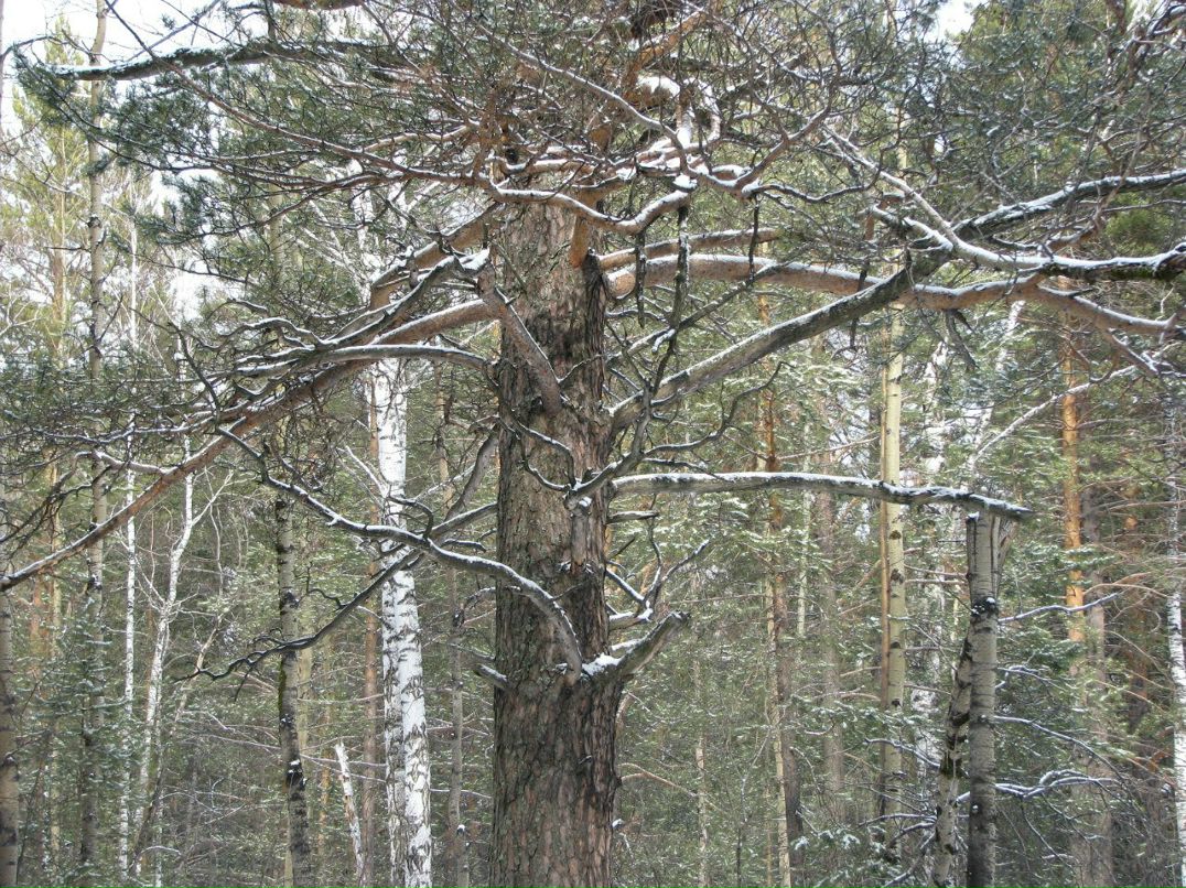 Анатолий Замятин | Красноярск