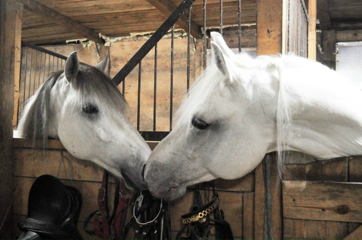 Георгий Иванов | Москва