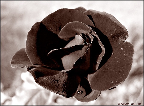 №8, Константин Савченко №8, Константин Савченко