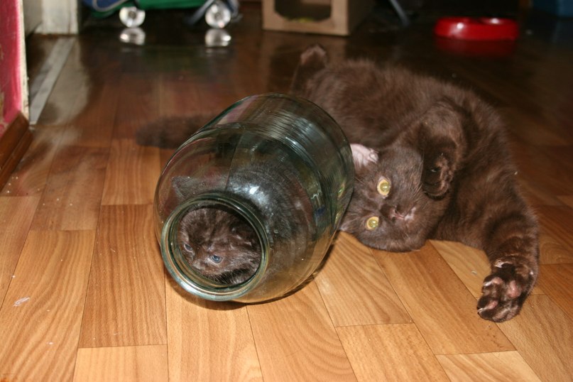 Светлана Павлова | Череповец