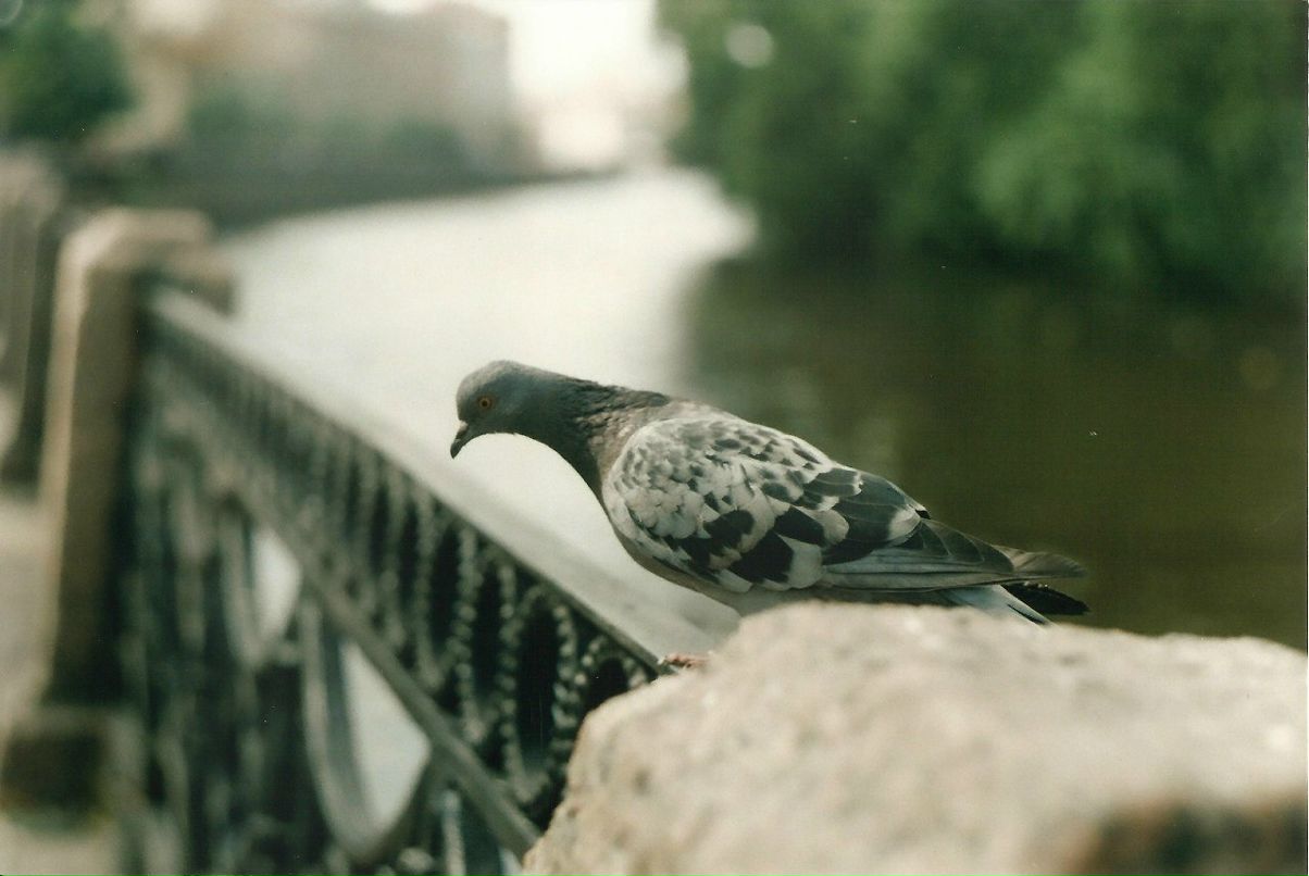 Катерина Редковолос | Санкт-Петербург