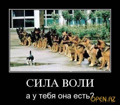 Максим Лазука | Светлодарск