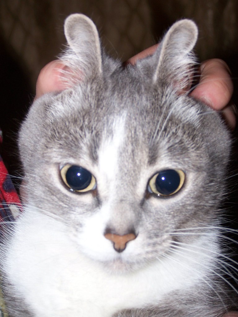 Алла Томашевская | Новосибирск