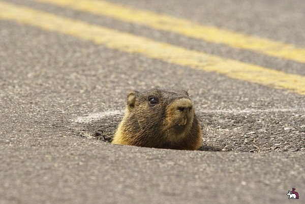 Анна Хоменко | 