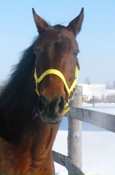 №13, Ирина Бриж №13, Ирина Бриж