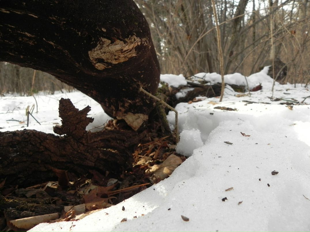 Полина Федоскова Teetotal | Владивосток