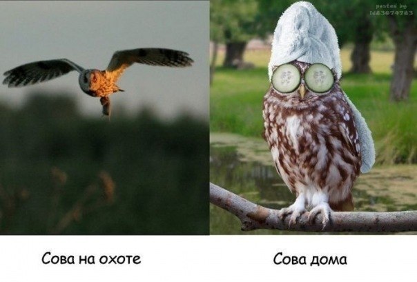 Павел Сыч БориСыч | Гатчина