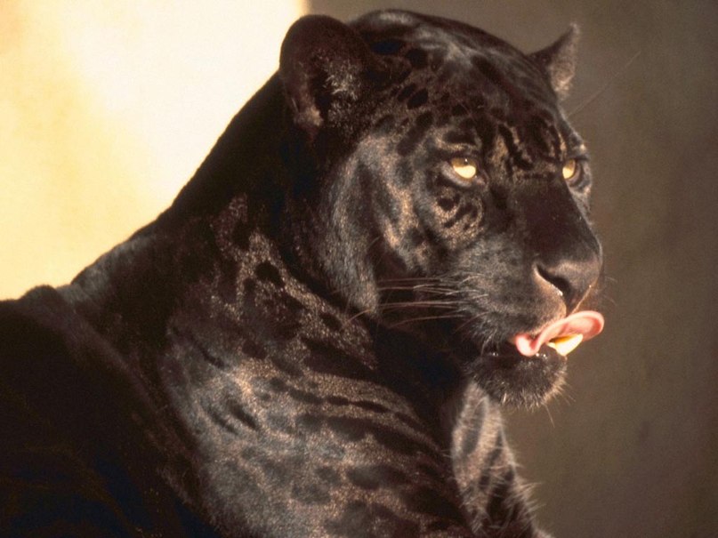 Дарья Иванчик | 