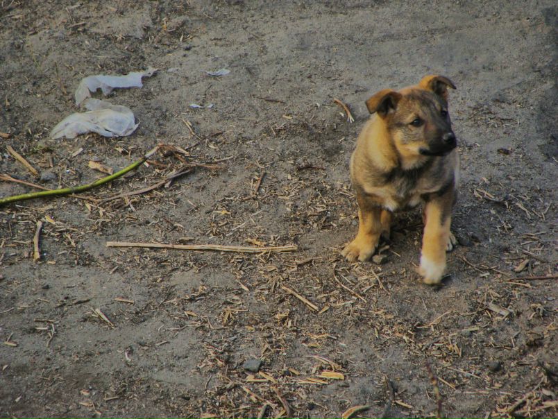 №92, Владимир Тоник, Киев №92, Владимир Тоник, Киев