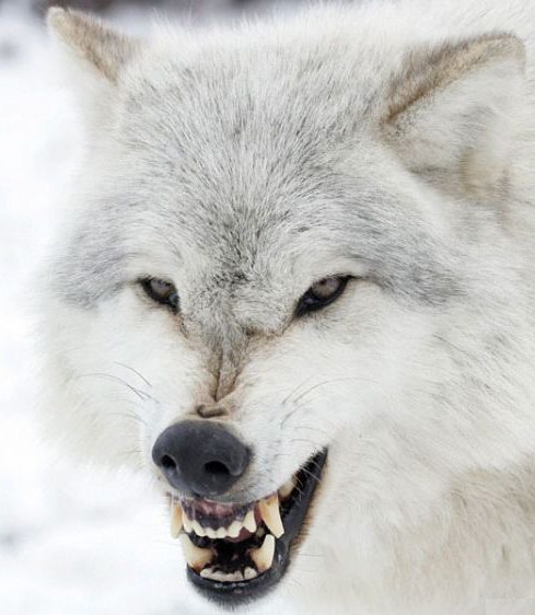 Денис Крафт | Норильск