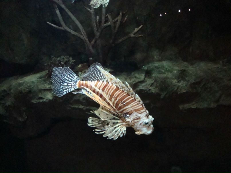 Андрюс Гавенас | Калининград