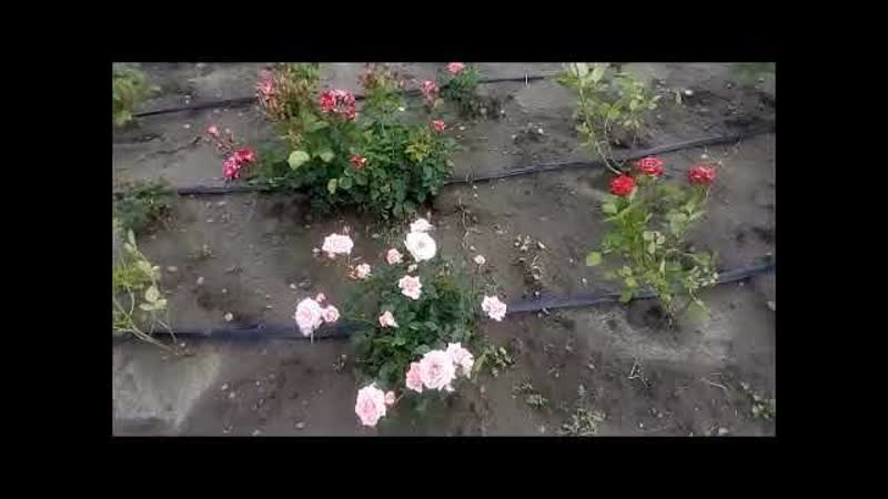 Клумба цветущих роз Flower bed of blooming roses 盛开的玫瑰花坛 Cama de flores de