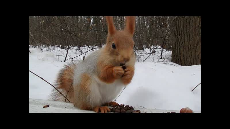 Осторожная рыжая белка, Careful red