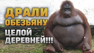 (16+) РАБОЧИЕ ДРАЛИ ОБЕЗЬЯНУ ВСЕМ ПОСЕЛКОМ. ТЫ БУДЕШЬ В ШОКЕ, КОГДА УЗНАЕШЬ ЗАЧЕМ!