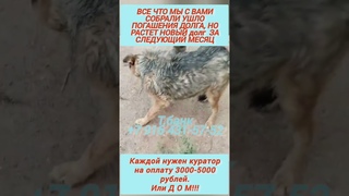 ИХ ЖИЗНЬ В ВАШИХ РУКАХ!!! ПОМОГИТЕ ПОЖАЛУЙСТА.