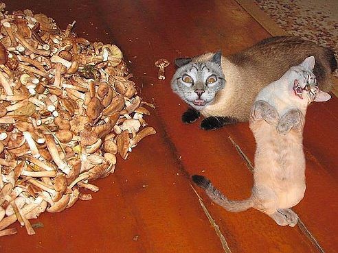 Анюта Шмелева |