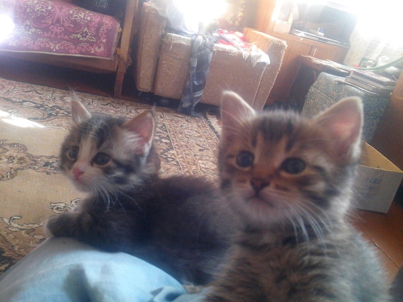 Мария Харькова | Володарск