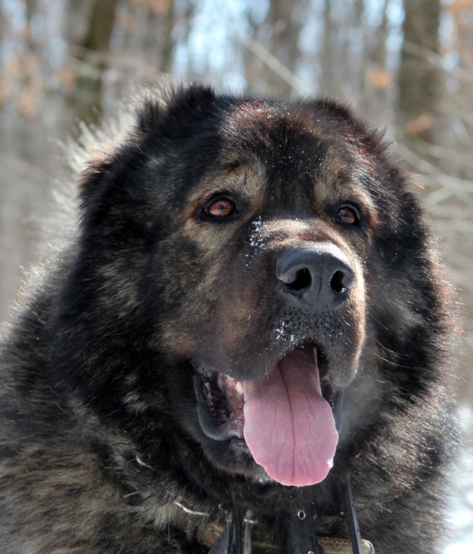Андрей Сушко | Пологи
