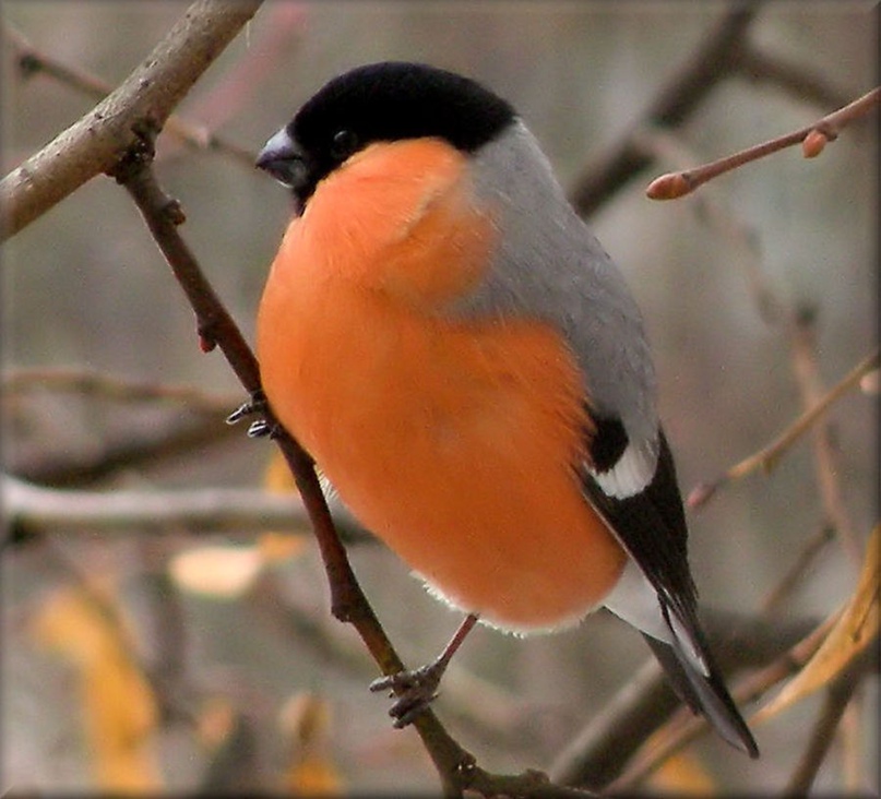Людмила Рыжова |