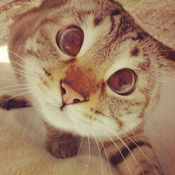 Антон Ермолаев | Санкт-Петербург