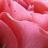 Елена Дворецкая |