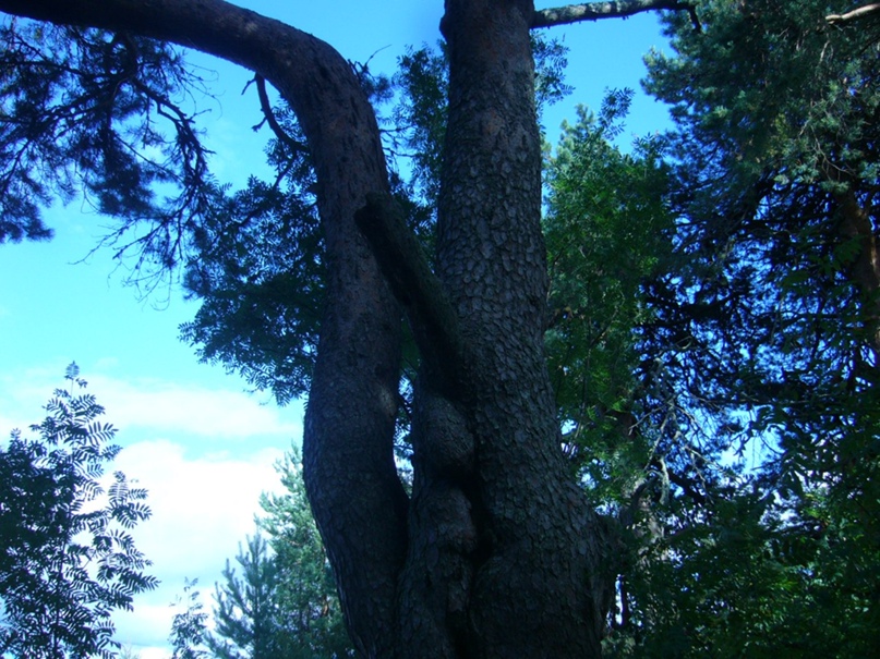 Василий Поздеев | Тарногский Городок