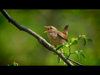 Нежная музыка для здоровья, для успокоения нервной системы 2024