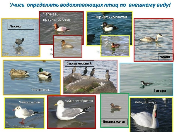 Продажа: Полевой определитель гусеобразных птиц России. Пересыл. : куп