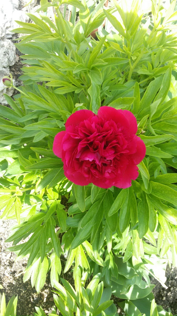 Лена Горбунова |