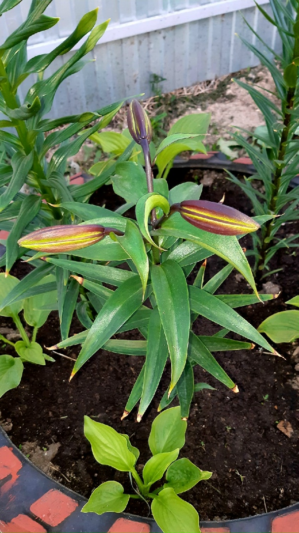 Наталия Токарева | Вологда