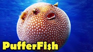 What is a Puffer Fish - 10 Amazing PufferFish Facts!